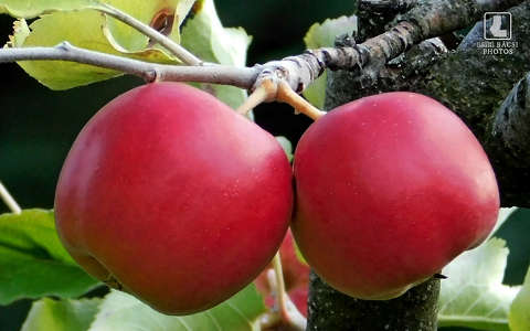 alma címlapfotó gyümölcs ősz