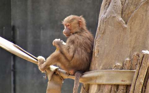 címlapfotó majom makákó