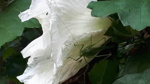 Szöcske