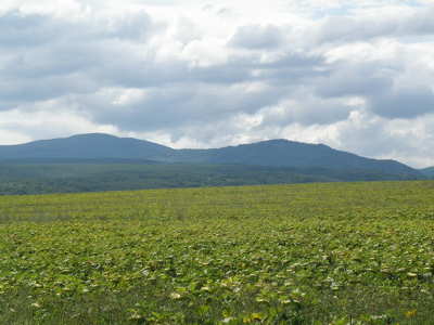 Nyár végén
