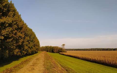 címlapfotó kukoricaföld út ősz