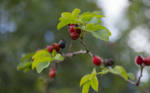 csipkebogyó címlapfotó gyümölcs ősz
