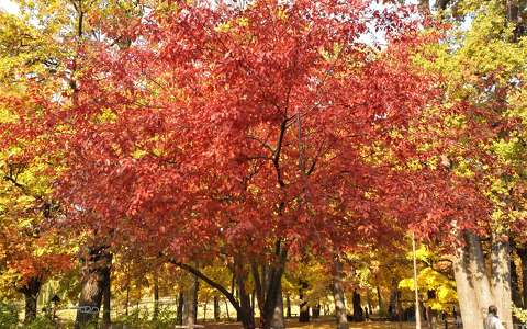 címlapfotó fa kertek és parkok ősz