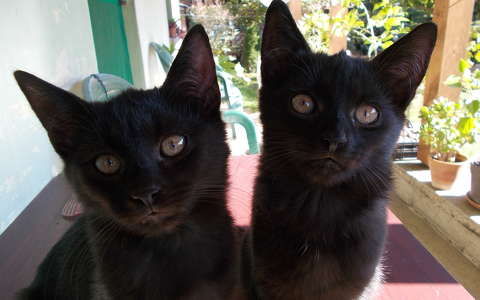 macska,cica,fekete