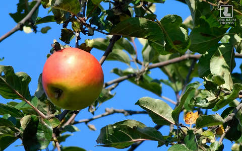 alma gyümölcs