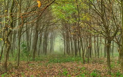 címlapfotó erdő köd ősz