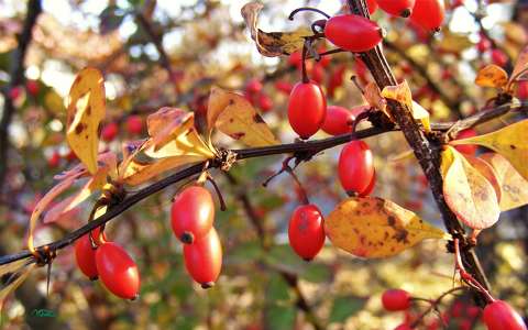 csipkebogyó gyümölcs színes ősz