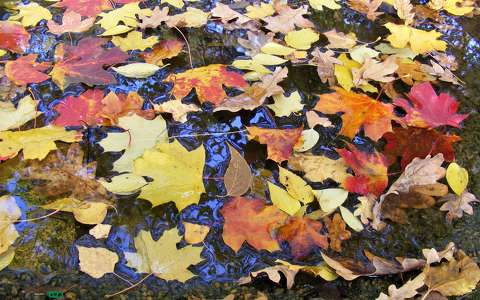 levél színes ősz