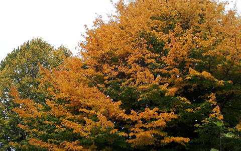 fa ősz