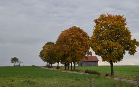 fa út ősz