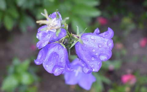 Harangvirág, nyár, eső, cseppek