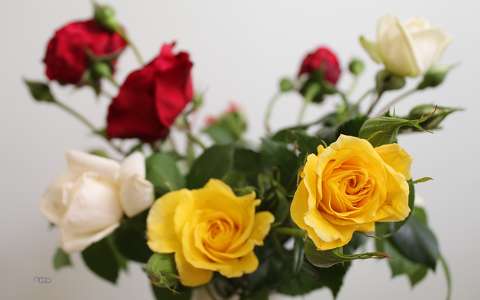 címlapfotó névnap és születésnap rózsa virágcsokor és dekoráció