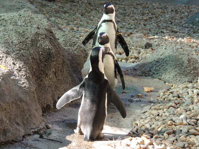 Pingvinek
