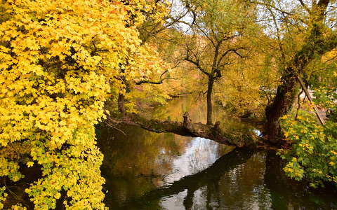 címlapfotó fa tükröződés ősz