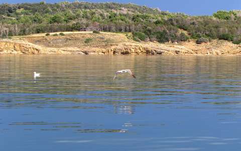 horvátország tenger vizimadár