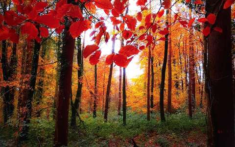 címlapfotó erdő írország ősz