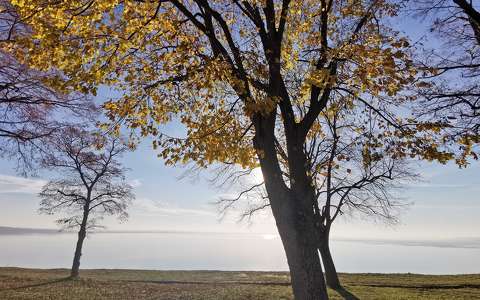 balaton fa magyarország tó