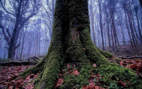 címlapfotó erdő fa köd