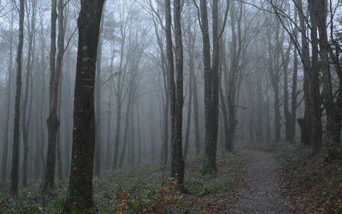 erdő köd írország út
