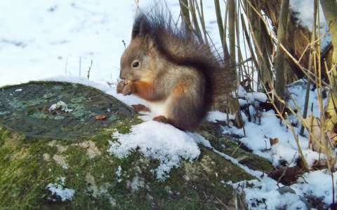 címlapfotó mókus tél