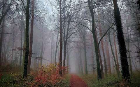 címlapfotó erdő köd út