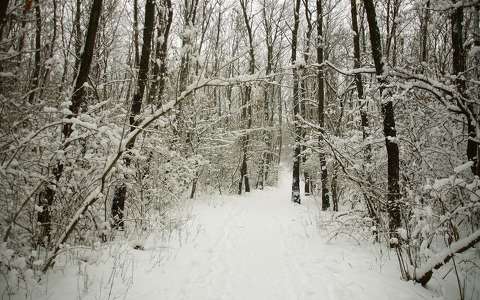 erdő tél út