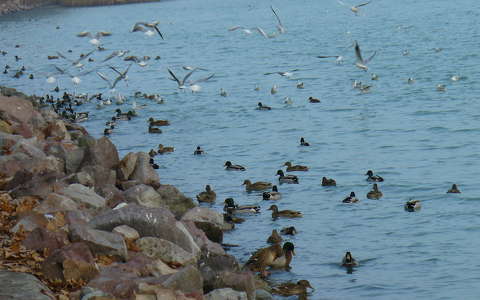 balaton kacsa magyarország sirály