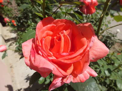 Rózsa.Foto:Csonki