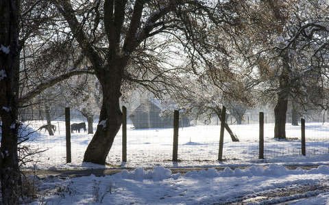 címlapfotó kerítés lovak tél
