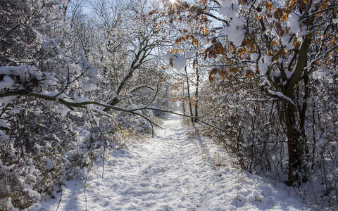 címlapfotó erdő tél út