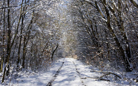 címlapfotó erdő tél út