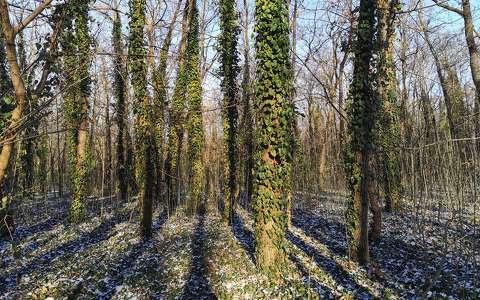 borostyán erdő tél örökzöld