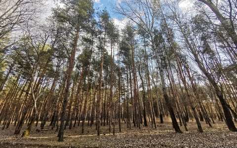 erdő