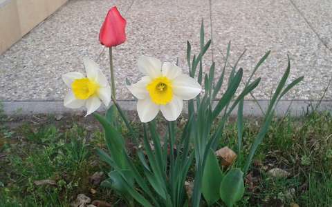 nárcisz tavaszi virág tulipán
