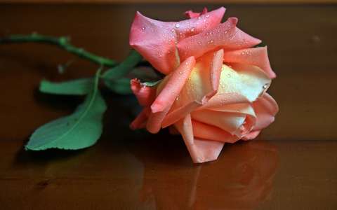 rózsa valentin vízcsepp