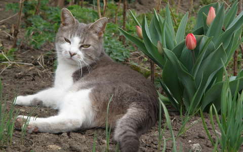 címlapfotó macska tavasz tulipán
