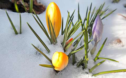 címlapfotó krókusz tavaszi virág tél