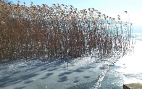 Balaton, nád.