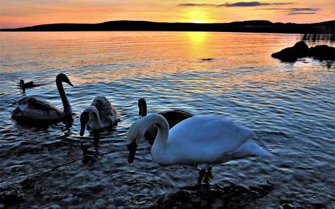 Hattyúk Tava Balatonfűzfőn.