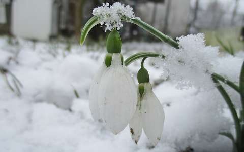 hóvirág tavaszi virág tél vadvirág