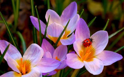 címlapfotó katicabogár krókusz tavaszi virág