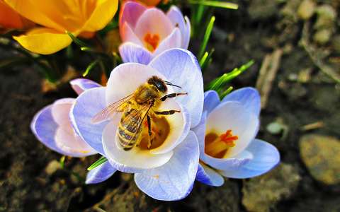 címlapfotó krókusz méh rovar