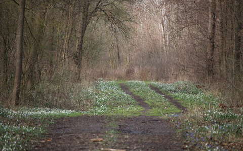 címlapfotó erdő hóvirág tavasz