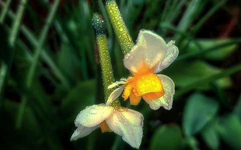 nárcisz tavaszi virág vízcsepp