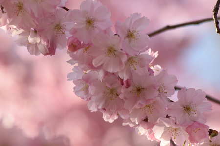Virágzó fa, tavasz