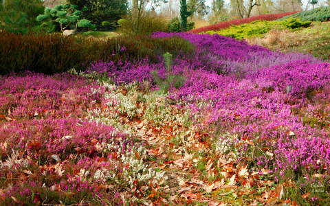 Kámoni Arborétum - Szombathely