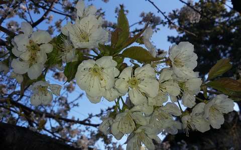 Cseresznyefa virága