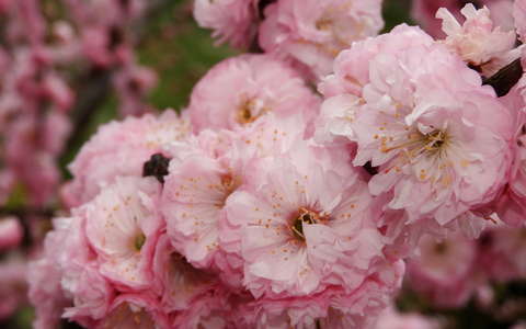 babarózsa tavasz tavaszi virág