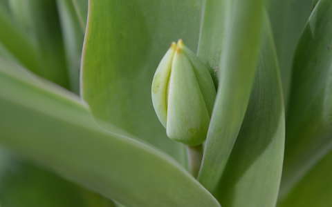bimbó tavaszi virág tulipán