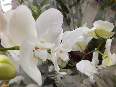 Orchidea. Fotó Csonki
